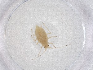  ( - CBG-A47498-D06)  @11 [ ] CreativeCommons - Attribution Share - Alike (2024) Centre for Biodiversity Genomics Centre for Biodiversity Genomics