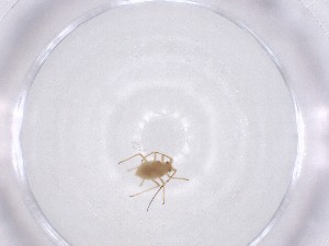  ( - CBG-A47500-E08)  @11 [ ] CreativeCommons - Attribution Share - Alike (2024) Centre for Biodiversity Genomics Centre for Biodiversity Genomics