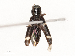 ( - CBG-A48511-B04)  @11 [ ] CreativeCommons - Attribution Share - Alike (2024) CBG Photography Group Centre for Biodiversity Genomics