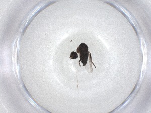  ( - CBG-A51660-E04)  @11 [ ] CreativeCommons - Attribution Share - Alike (2024) Centre for Biodiversity Genomics Centre for Biodiversity Genomics