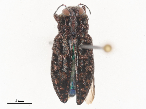  ( - CBG-A51925-C03)  @11 [ ] CreativeCommons - Attribution Share - Alike (2024) CBG Photography Group Centre for Biodiversity Genomics
