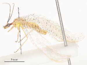  ( - CBG-A51925-F03)  @11 [ ] CreativeCommons - Attribution Share - Alike (2024) CBG Photography Group Centre for Biodiversity Genomics