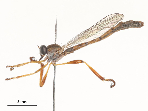  ( - CBG-A51925-G11)  @11 [ ] CreativeCommons - Attribution Share - Alike (2024) CBG Photography Group Centre for Biodiversity Genomics