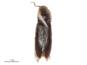  ( - CBG-A51926-B12)  @11 [ ] CreativeCommons - Attribution Share - Alike (2024) CBG Photography Group Centre for Biodiversity Genomics
