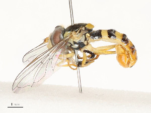  ( - CBG-A51997-D08)  @11 [ ] CreativeCommons - Attribution Share - Alike (2024) CBG Photography Group Centre for Biodiversity Genomics