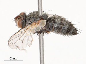  ( - CBG-A51999-B02)  @11 [ ] CreativeCommons - Attribution Share - Alike (2024) CBG Photography Group Centre for Biodiversity Genomics