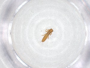  ( - CBG-A52703-G09)  @11 [ ] CreativeCommons - Attribution Share - Alike (2024) Centre for Biodiversity Genomics Centre for Biodiversity Genomics