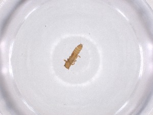  ( - CBG-A52704-B10)  @11 [ ] CreativeCommons - Attribution Share - Alike (2024) Centre for Biodiversity Genomics Centre for Biodiversity Genomics