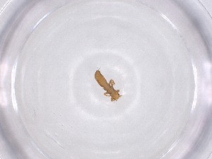  ( - CBG-A52704-D09)  @11 [ ] CreativeCommons - Attribution Share - Alike (2024) Centre for Biodiversity Genomics Centre for Biodiversity Genomics