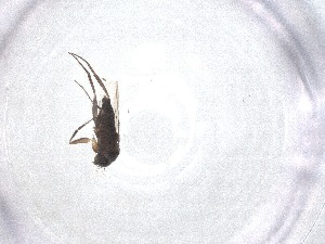  ( - CBG-A52934-F01)  @11 [ ] CreativeCommons - Attribution Share - Alike (2024) Centre for Biodiversity Genomics Centre for Biodiversity Genomics