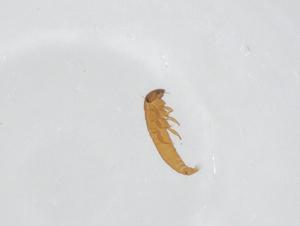  ( - CBG-A52967-D04)  @11 [ ] CreativeCommons - Attribution Share - Alike (2024) Centre for Biodiversity Genomics Centre for Biodiversity Genomics