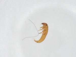  ( - CBG-A52967-G04)  @11 [ ] CreativeCommons - Attribution Share - Alike (2024) Centre for Biodiversity Genomics Centre for Biodiversity Genomics