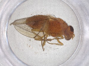  ( - CBG-A53440-A09)  @11 [ ] CreativeCommons - Attribution Share - Alike (2024) Centre for Biodiversity Genomics Centre for Biodiversity Genomics