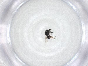 ( - CBG-A53455-D09)  @11 [ ] CreativeCommons - Attribution Share - Alike (2024) Centre for Biodiversity Genomics Centre for Biodiversity Genomics