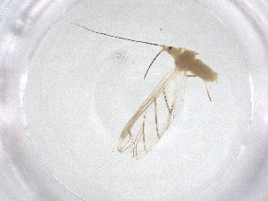  ( - CBG-A53462-B12)  @11 [ ] CreativeCommons - Attribution Share - Alike (2024) Centre for Biodiversity Genomics Centre for Biodiversity Genomics