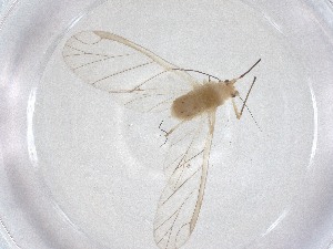  ( - CBG-A53462-C11)  @11 [ ] CreativeCommons - Attribution Share - Alike (2024) Centre for Biodiversity Genomics Centre for Biodiversity Genomics