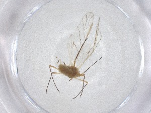  ( - CBG-A53462-E09)  @11 [ ] CreativeCommons - Attribution Share - Alike (2024) Centre for Biodiversity Genomics Centre for Biodiversity Genomics