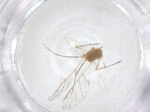  ( - CBG-A53462-G12)  @11 [ ] CreativeCommons - Attribution Share - Alike (2024) Centre for Biodiversity Genomics Centre for Biodiversity Genomics