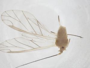  ( - CBG-A53463-A10)  @11 [ ] CreativeCommons - Attribution Share - Alike (2024) Centre for Biodiversity Genomics Centre for Biodiversity Genomics