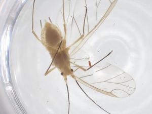  ( - CBG-A53463-F12)  @11 [ ] CreativeCommons - Attribution Share - Alike (2024) Centre for Biodiversity Genomics Centre for Biodiversity Genomics