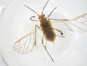  ( - CBG-A53464-A01)  @11 [ ] CreativeCommons - Attribution Share - Alike (2024) Centre for Biodiversity Genomics Centre for Biodiversity Genomics