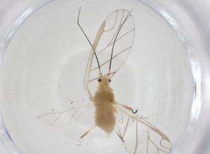  ( - CBG-A53464-B09)  @11 [ ] CreativeCommons - Attribution Share - Alike (2024) Centre for Biodiversity Genomics Centre for Biodiversity Genomics