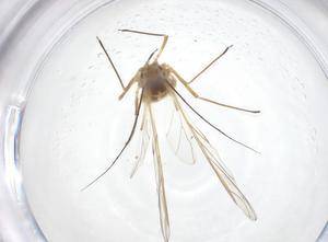  ( - CBG-A53464-E01)  @11 [ ] CreativeCommons - Attribution Share - Alike (2024) Centre for Biodiversity Genomics Centre for Biodiversity Genomics