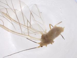  ( - CBG-A53465-G06)  @11 [ ] CreativeCommons - Attribution Share - Alike (2024) Centre for Biodiversity Genomics Centre for Biodiversity Genomics