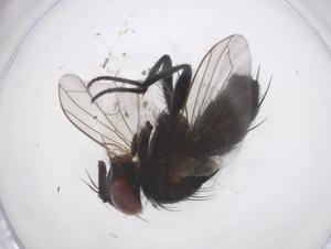  ( - CBG-A53500-F01)  @11 [ ] CreativeCommons - Attribution Share - Alike (2024) Centre for Biodiversity Genomics Centre for Biodiversity Genomics