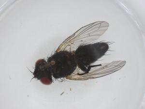  ( - CBG-A53505-B07)  @11 [ ] CreativeCommons - Attribution Share - Alike (2024) Centre for Biodiversity Genomics Centre for Biodiversity Genomics