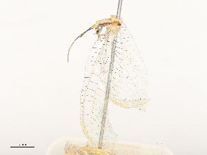 ( - CBG-A53616-F07)  @11 [ ] CreativeCommons - Attribution Share - Alike (2024) CBG Photography Group Centre for Biodiversity Genomics