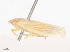  ( - CBG-A53616-H01)  @11 [ ] CreativeCommons - Attribution Share - Alike (2024) CBG Photography Group Centre for Biodiversity Genomics