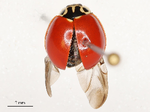  ( - CBG-A53617-A08)  @11 [ ] CreativeCommons - Attribution Share - Alike (2024) CBG Photography Group Centre for Biodiversity Genomics