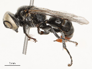  ( - CBG-A53619-H02)  @11 [ ] CreativeCommons - Attribution Share - Alike (2024) CBG Photography Group Centre for Biodiversity Genomics
