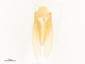  ( - CBG-A53621-E03)  @11 [ ] CreativeCommons - Attribution Share - Alike (2024) CBG Photography Group Centre for Biodiversity Genomics