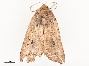  ( - CBG-A53625-E02)  @11 [ ] CreativeCommons - Attribution Share - Alike (2024) CBG Photography Group Centre for Biodiversity Genomics