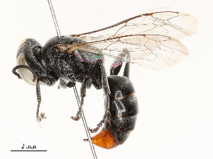  ( - CBG-A53626-E07)  @11 [ ] CreativeCommons - Attribution Share - Alike (2024) CBG Photography Group Centre for Biodiversity Genomics