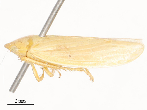  ( - CBG-A53661-C01)  @11 [ ] CreativeCommons - Attribution Share - Alike (2024) CBG Photography Group Centre for Biodiversity Genomics