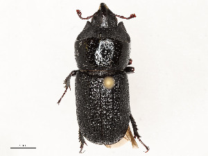  ( - CBG-A54396-H05)  @11 [ ] CreativeCommons - Attribution Share - Alike (2024) CBG Photography Group Centre for Biodiversity Genomics