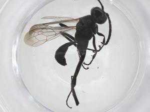  (Ageniella pallida - CBG-A54612-A07)  @11 [ ] CreativeCommons - Attribution Share - Alike (2024) Centre for Biodiversity Genomics Centre for Biodiversity Genomics