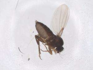  ( - CBG-A54617-D11)  @11 [ ] CreativeCommons - Attribution Share - Alike (2024) Centre for Biodiversity Genomics Centre for Biodiversity Genomics