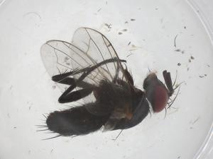  ( - CBG-A54627-A01)  @11 [ ] CreativeCommons - Attribution Share - Alike (2024) Centre for Biodiversity Genomics Centre for Biodiversity Genomics