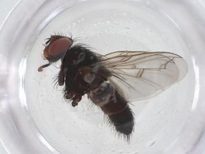  ( - CBG-A54635-G04)  @11 [ ] CreativeCommons - Attribution Share - Alike (2024) Centre for Biodiversity Genomics Centre for Biodiversity Genomics