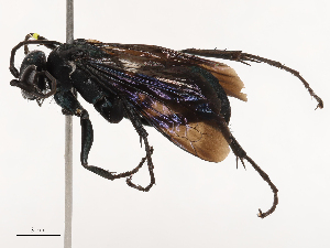  (Anoplius toluca - CBG-B00903-B07)  @11 [ ] CreativeCommons - Attribution Share - Alike (2025) CBG Photography Group Centre for Biodiversity Genomics