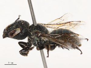  ( - CBG-B00903-D04)  @11 [ ] CreativeCommons - Attribution Share - Alike (2025) CBG Photography Group Centre for Biodiversity Genomics