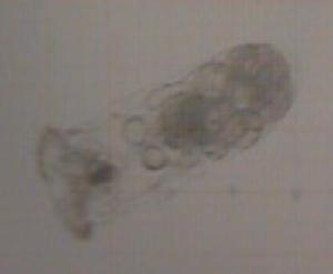  ( - IZCON075)  @12 [ ] No Rights Reserved  Unspecified Unspecified