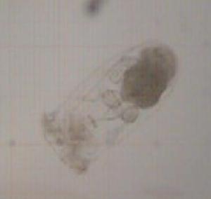 ( - IZCON077)  @12 [ ] No Rights Reserved  Unspecified Unspecified