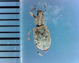  (Eugnathus - CJWBP_Eudis-1_W0006)  @13 [ ] Copyright (2013) Unspecified Specimen depository of the Graduate School of Natural Sciences, Nagoya City University