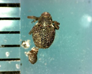  (Scleropteroides hypocrita - CJWBP_Schyp-7_W0161)  @13 [ ] Copyright (2013) Unspecified Specimen depository of the Graduate School of Natural Sciences, Nagoya City University