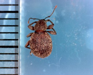  ( - CJWBP_Arino-1_W0167)  @14 [ ] Copyright (2013) Unspecified Specimen depository of the Graduate School of Natural Sciences, Nagoya City University
